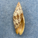 #3 Neocancilla papilio 39.5mm F+ Topatii, French Polynesia In Sand, Low Tide