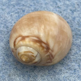 Euspira guilleminii 15.3mm F+ Badalona, Barcelona, Spain In Fishing Nets