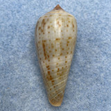 Conus cinereus 40.9mm F++ Negros Occ. Philippines Trawled 50m