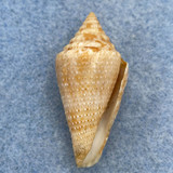 Conus granarius 34.2mm F+ (Rough Lip) Venezuelan Gulf, Colombia Dredged 60fms