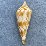#5 Conus comatosa 36.6mm F (Rough Lip) Philippines