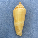 Conus ochroleucus 65.8mm F++ Palawan, Philippines