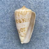 Conus infrenatus 24.2mm F+ Jeffreys Bay, South Africa, Crabbed