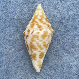 #10 Conus rizali 22.6mm F+ Philippines