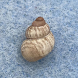 #4 Pomatias elegans 11.3mm F+ Campagne, Near le Bugue, France, On Hill