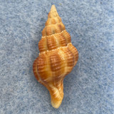 #2 Fusolatirus kandai 29.2mm F++ Minabe, Wakayama Pref. Japan 20-40m On Rocks