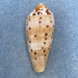#10 Conus circumcisus 48.6mm F+ Mactan Is. Philippines, Netted 35-40m