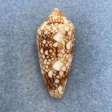 Conus canonicus 41.3mm F+ Zamboanga, Philippines 20-40m From Fishermen