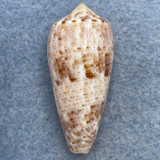 #3 Conus nimbosus 36.6mm F++ Tulear, Madagascar