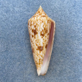 #2 Conus neptunus 48.1mm F++ Aliguay Is. Philippines, Trawled 100-150m