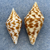 #8 Conus praecellens 29.6-34.6mm F+ No Data