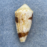 #9 Conus varius 31.9mm F+ Sulu Archipelago, Philippines, Netted 40m