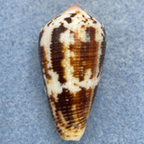 #9 Conus magus metcalfii 36.5mm F+ Masbate Is. Philippines, Trawled 30-50m