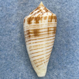 #1 Conus mucronatus 36.2mm F+ (Lip Chip) Philippines
