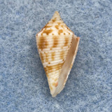 Conus memiae 21mm F (Rough Lip) W. Pacific, Deep Water