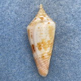 Conus lemniscatus 35.4mm F++ Dredged, Tuticorin, India