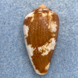 #6 Conus tinianus 34.9mm Dead Taken In Sand 20-30', Jeffreys Bay, S. Africa