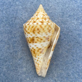 #6 Conus delessertii 41.1mm W/O F (Rough Lip) Florida