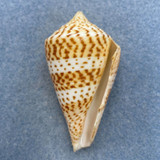 #3 Conus delessertii 51.6mm F (Rough Lip) Florida