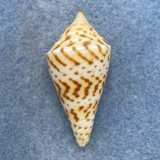 #9 Conus delessertii 39mm F (Rough Lip) Florida