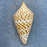 #18 Conus delessertii 40.2mm F (Rough Lip) Florida