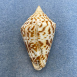 #26 Conus delessertii 48.6mm F (Rough Lip) Florida