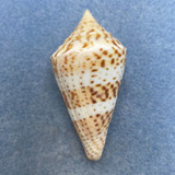 #32 Conus delessertii 51.1mm F (Rough Lip) Florida