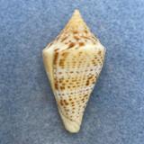 #25 Conus delessertii 38.7mm F (Rough Lip) Florida