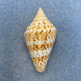 #21 Conus delessertii 42.5mm F (Rough Lip) Florida