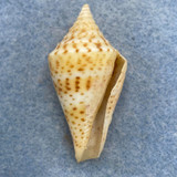 #19 Conus delessertii 40mm F (Rough Lip) Florida