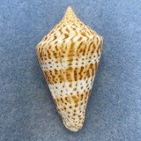 #27 Conus delessertii 52.3mm F (Rough Lip) Florida