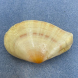 #5 Tellinella staurella 56.4mm F+ Philippines #5 Tellinella staurella 56.4mm F+ Philippines