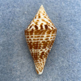 #17 Conus praecellens 39.2mm F++ Cebu, Philippines