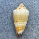 #8 Conus muriculatus 24.6mm F+ Philippines