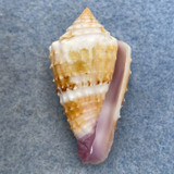#3 Conus floridulus 35.2mm F+ (Growth Mark) Bohol, Philippines