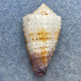 #7 Conus muriculatus 25.7mm F+ Philippines