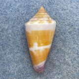 #1 Conus muriculatus 27.5mm F+ Solomon Islands