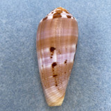 #13 Conus circumcisus 59.5mm F+ Trawled, Siguijok Island, Philippines