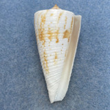 #5 Conus tribblei 52.5mm F+ Tayabas Bay, Quezon, Philippines