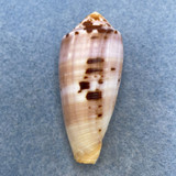 #12 Conus circumcisus 51mm F+ Trawled, Siguijok Island, Philippines