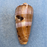 #22 Conus circumcisus 62.1mm F+ Philippines