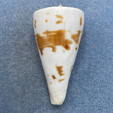 #10 Conus tribblei 53.4mm F (Lip Chip) Tayabas Bay, Quezon, Philippines