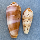 #30 Conus circumcisus 36.2-49.9mm F (Rough Lips) Philippines