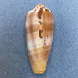 #43 Conus circumcisus 56.7mm F+ Philippines