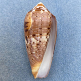 #46 Conus circumcisus 58.5mm F+ Philippines