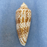 #8 Conus australis 81.8mm F++ Freak Spire, Philippines