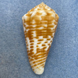 #5 Conus sulcocastaneus 48.8mm F+ Philippines