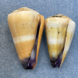 #1 Conus flavidus 37.8-43.4mm F+ No Data