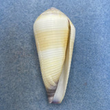 #2 Conus terebra 59mm F+ Trawled, Eastern Samar, Philippines