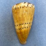 #5 Conus mustelinus 84.8mm F+ (Rough Lip) W/Periostracum Philippines